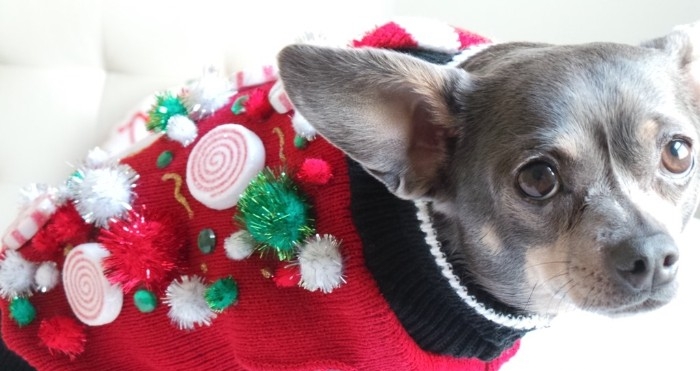 cute christmas sweaters, red jumper decorated with green and white pom poms, beads and gem stickers, and faux peppermint candy, on a small grey dog