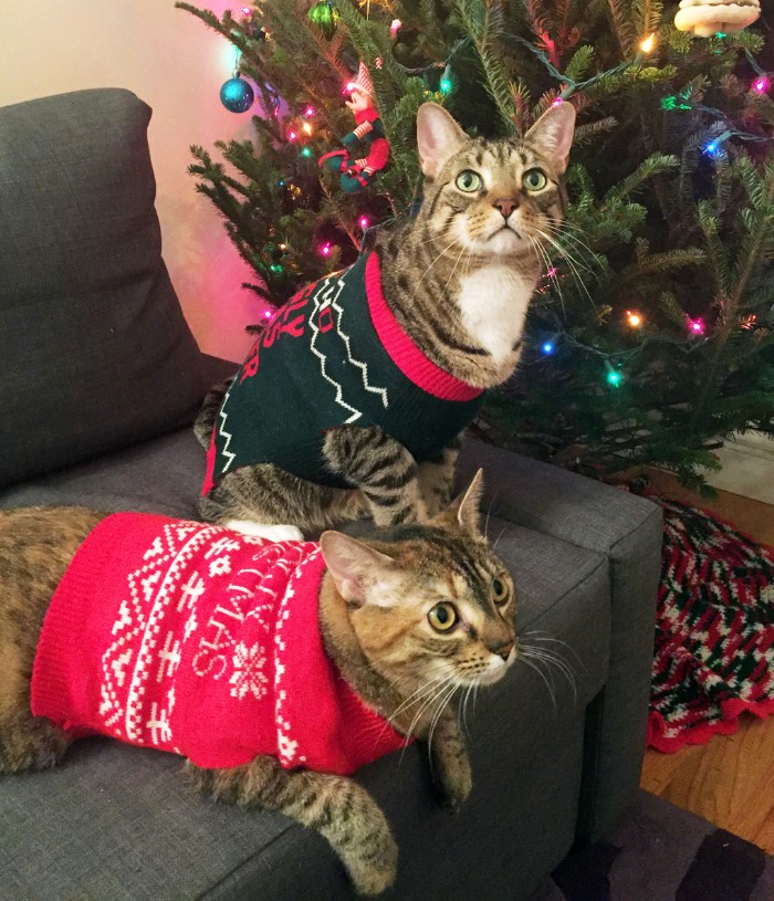 cats on a grey couch, wearing a red and a dark navy christmas jumpers, decorated with fair isle motifs, and festive messages, ugly sweater party for your pets