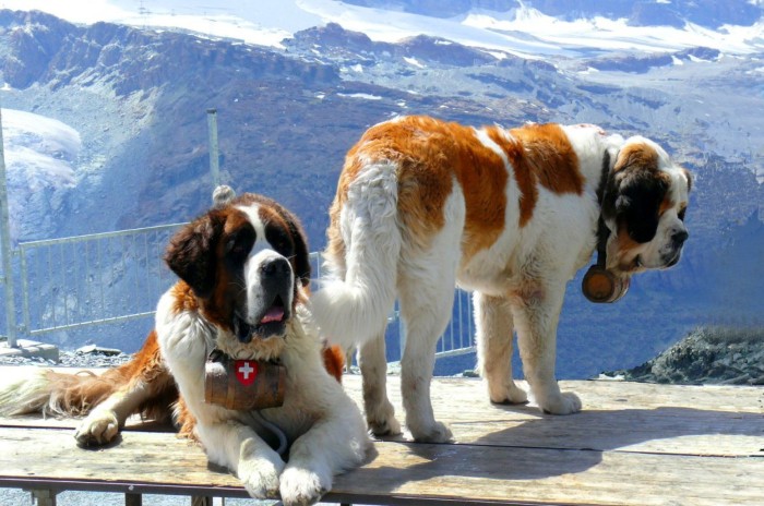 couple of adult, st. bernard rescue dogs, with round wooden flasks, bearing the swiss flag, tied around their necks, cutest dog in the world, mountains in the background