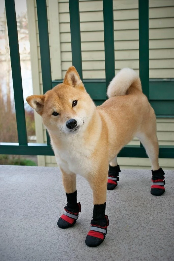 booties in black, red and grey, worn by a shiba inu, with light beige and cream fur, and head tilted to one side, cute dogs