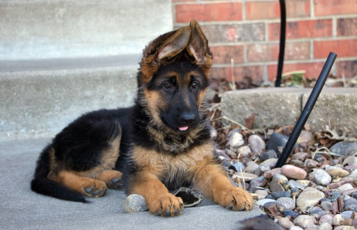 german shepherd pup, with a black and ginger coat, and ears turned up, cute dog, lying on a concrete path 