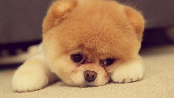boo the pomeranian, with trimmed pale beige, and light cream fur, dubbed the cutest dog in the world, lying on a light cream carpet, cute dogs of the internet