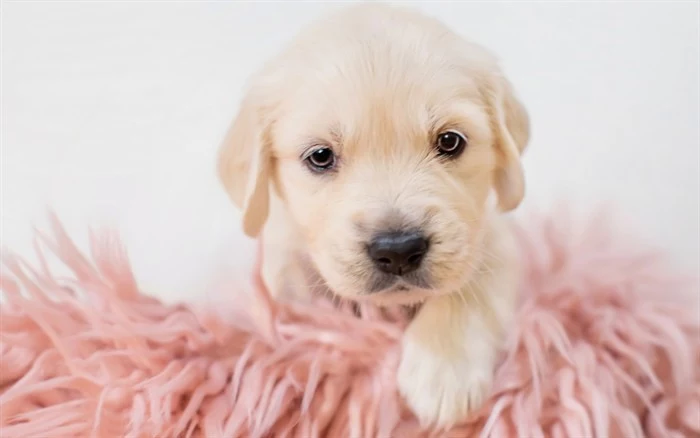 very young golden retriever puppy, with a pale cream coat, cute puppy, lying on a fluffy, mock-sheepskin blanket, in pale pink