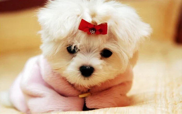 small blanket in light pink, wrapped around a bichon frise puppy, cutest dogs, with long white fur, and a red hairclip
