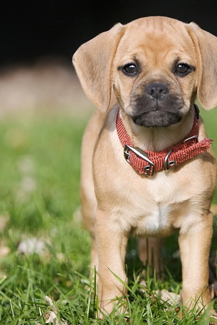 pup with big floppy ears, a black muzzle, and a wrinkled face, wearing a brick red collar, and standing on a green lawn