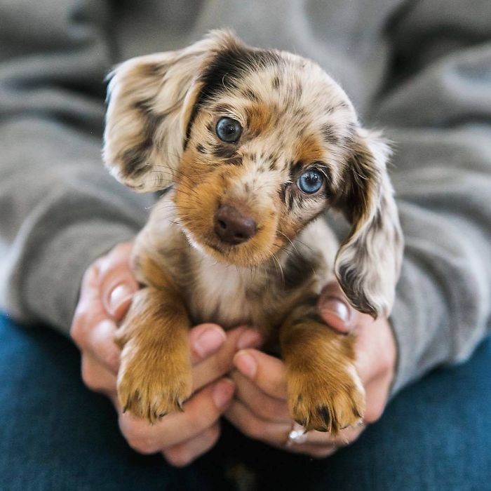 cute puppy with blue eyes, and a white and beige coat, speckled with dark brown spots, held by two human hands