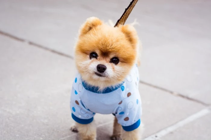 cutest dog breeds, boo the pomeranian, dressed in a light blue sweater, with teal and brown polka dots, with light beige and cream fur