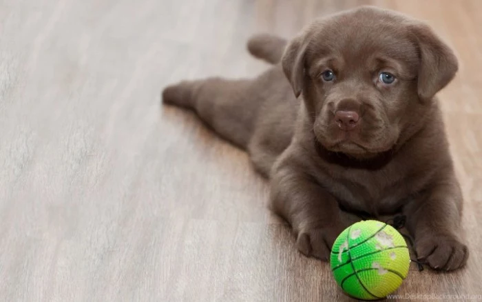 cutest dogs, chocolate brown labrador puppy, lying on a laminate floor, near a chewed, green and yellow ball