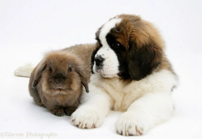 floppy eared rabbit, with grayish-brown fur, sitting next to a st. bernard puppy, with a white, beige and dark brown coat