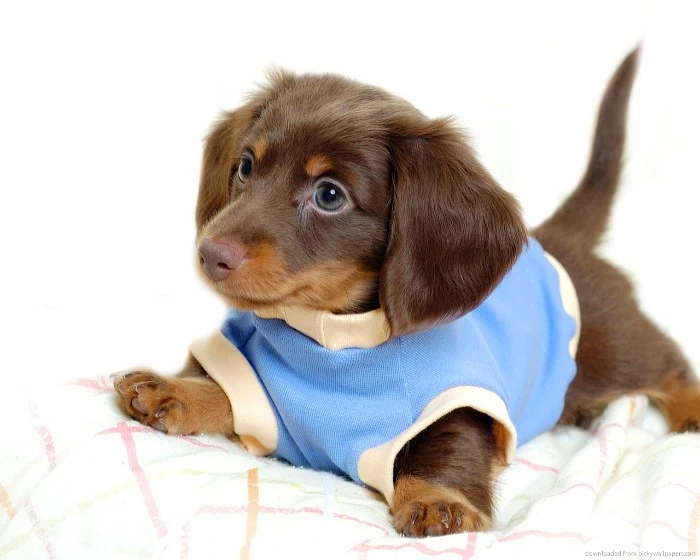 blue and cream sweater, worn by a daschund puppy, cute dog, with a short, chocolate brown and ginger coat