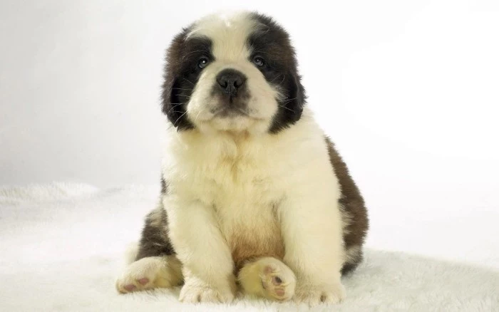 young st. bernard puppy, with a fluffy white, and dark brown coat, cutest dog in the world, sitting on a soft white surface