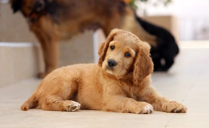 cocker spaniel puppy, with light beige fur, cutest dog breeds, lying on a tiled floor, with its head slightly tilted to one side