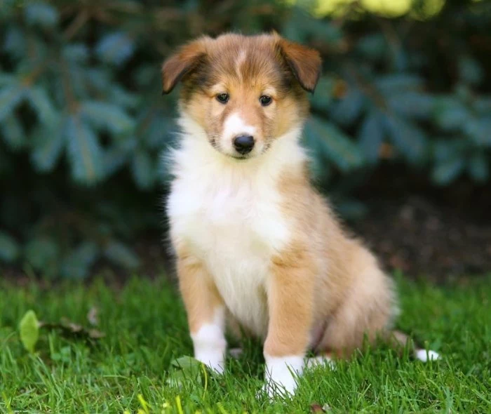 rough collie puppy, with a beige and white coat, sitting on green grass, with pine trees in the background