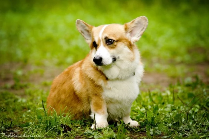 fully gorwn corgi, with a pale ginger and white coat, and big upright ears, cute dogs, sitting on a grassy spot