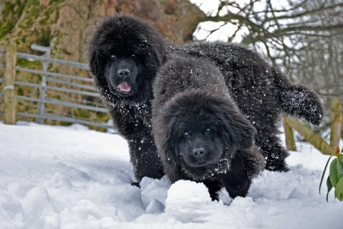 snow covering the fluffy black fur, of two young newfoundland dogs, playing in the snow, cutest dogs