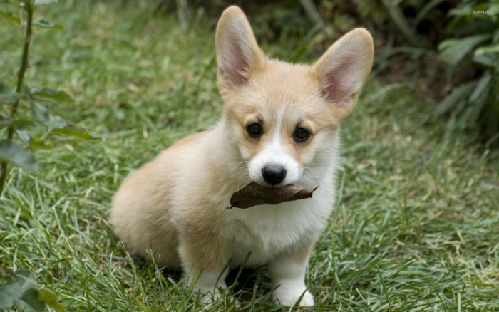 dried brown leaf, in the mouth of a corgi puppy, with a cream and white coat, cute dogs, sitting on the grass