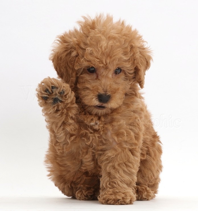 golden doodle with a curly, light beige coat, raising one of its front paws, cutest dogs, sitting on white surface