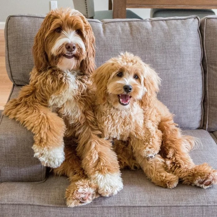 older and younger labradoodles, with curly cream, and pale beige coats, cutest dog in the world, sitting next to each other, on a light grey couch