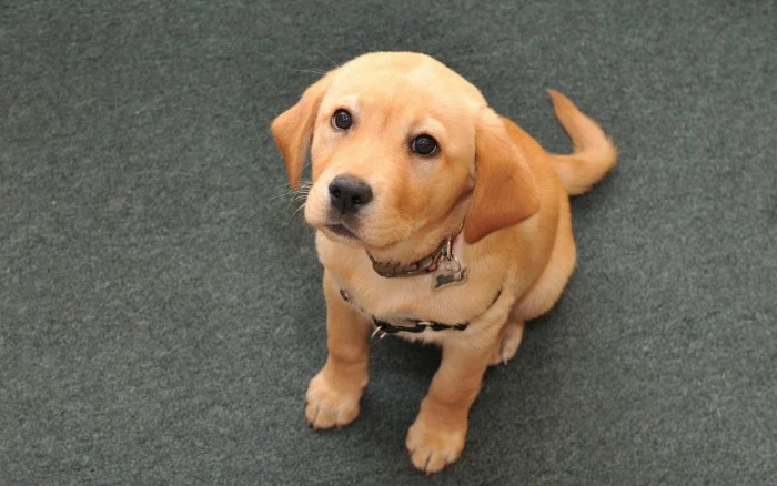 yellow retriever puppy, with a light coat and darker ears, sitting on a grey carpet, and looking up