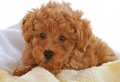 Who’s A Cute Dog? 70 Images Proving That Our Canine Friends Are The Best Animals Ever