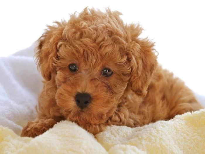 ginger brown curly coat, on a golden doodle puppy, lying on a soft cream blanket, cute dog