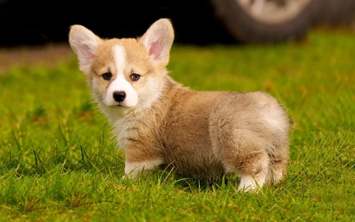 corgi puppy with a fluffy, beige and white coat, and upright ears, cute dogs, standing on a geen lawn, 