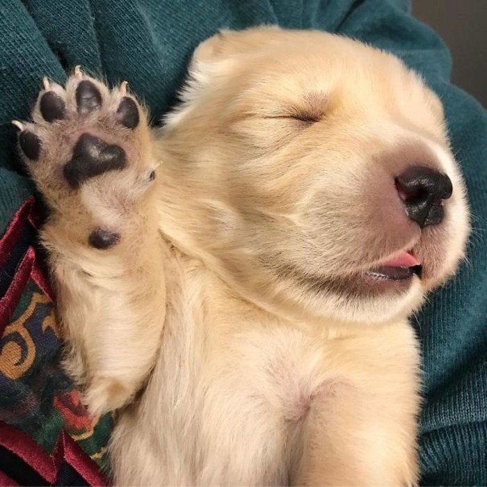 very young golden retriever, or labrador puppy, cutest dogs, sleeping with one of its front paws raised