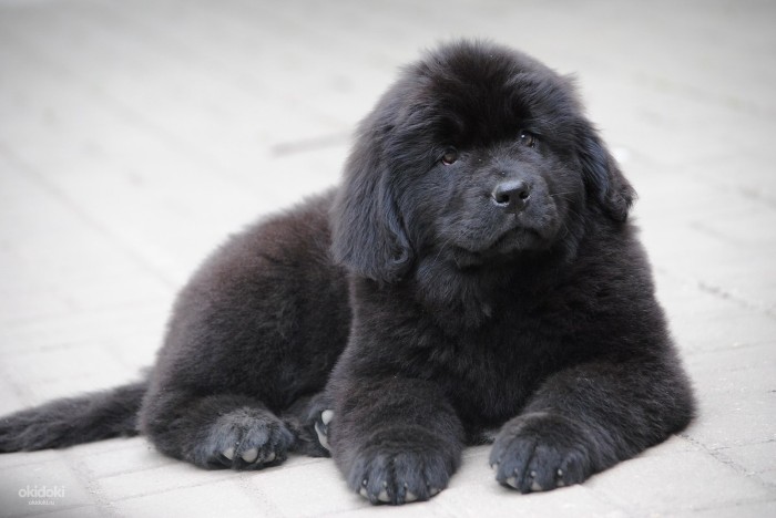 chubby newfoundland puppy, with large paws, and a soft fluffy black coat, cute puppy, lying on a tiled floor