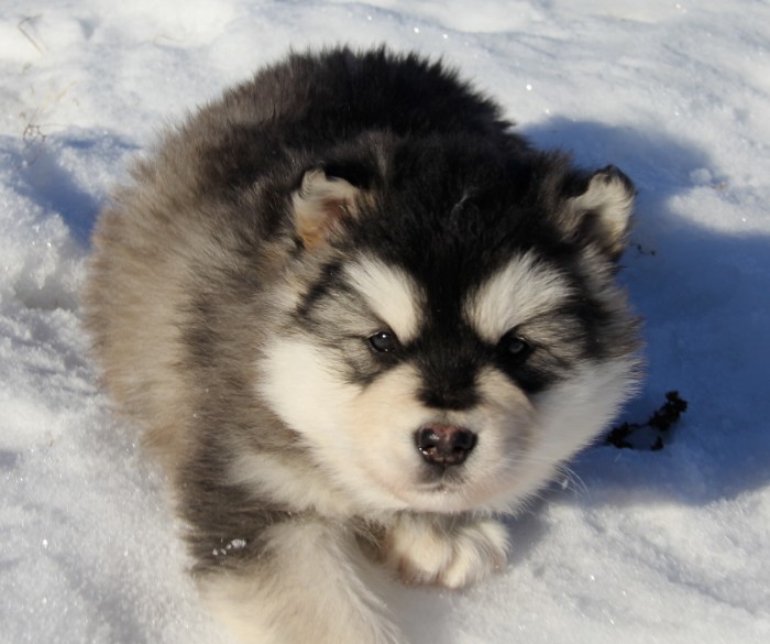 giant alaskan malamute puppy, with extremely fluffy light grey, white and dark grey fur, lying in the snow, cute dog breeds