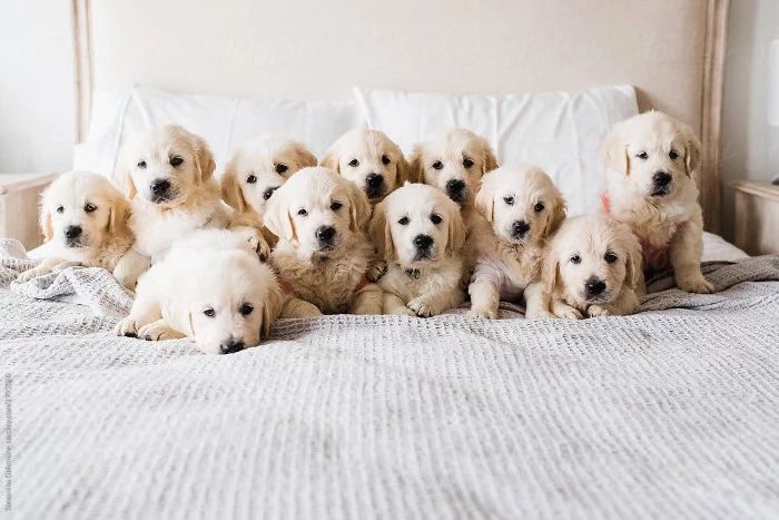 cutest dog in the world, eleven golden retriever puppies, with pale cream coats, sitting and lying on a bed