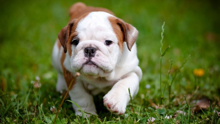 walking english bulldog puppy, with a white and brown coat, and a pale pink snout, cutest dog breeds, in a green field