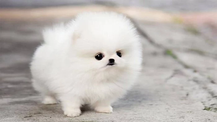 tiny pomeranian puppy, with an extremely fluffy white coat, big dark eyes, and a very small black nose, cutest dog breeds, standing on a concrete road