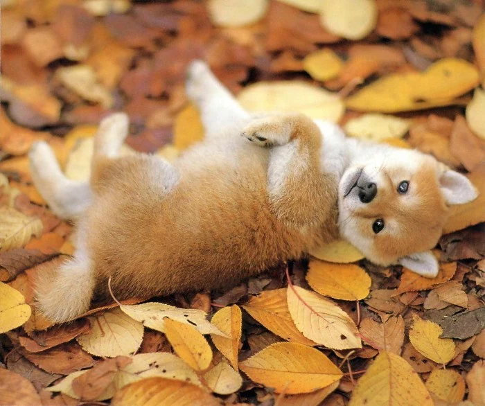 playing shiba inu pup, with a ginger and white coat, rolling on top of fall leaves in yellow, orange and brown