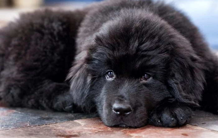 newfoundland puppy with a furry, soft and fluffy black coat, lying on a stone tiled floor, with its head on its paw, cute puppy