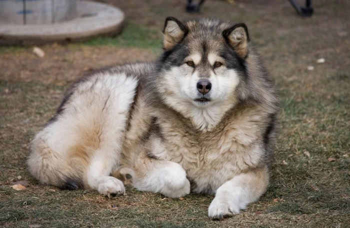 grown alaskan malamute, with fluffy cream and grey fur, cute dog breeds, lying on the ground, and looking at the camera