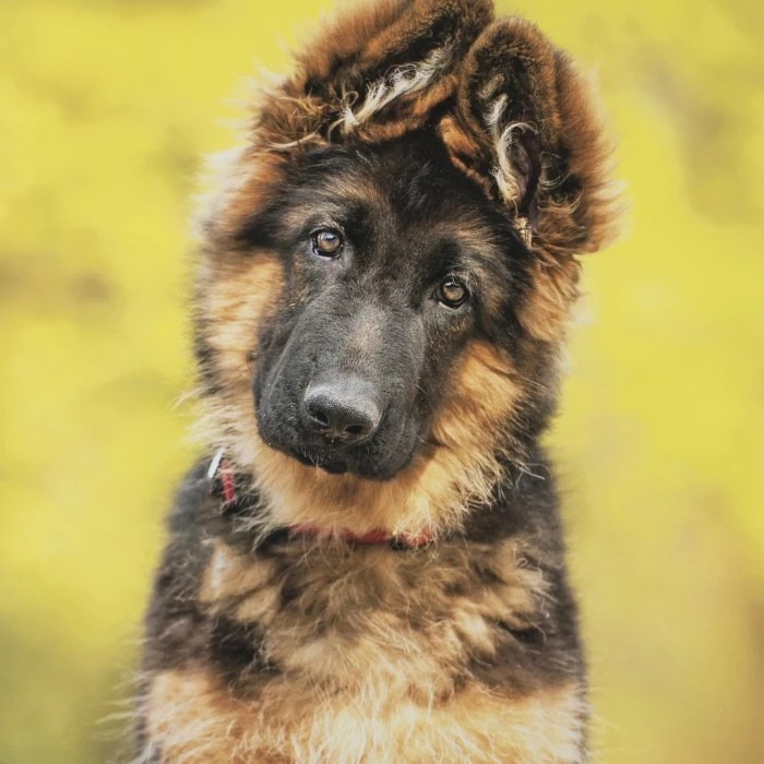 fluffy german shepherd puppy, with a black and cream coat, cute dog, with head slightly tilted to one side, and ears turned up
