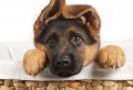 Who’s A Cute Dog? 70 Images Proving That Our Canine Friends Are The Best Animals Ever