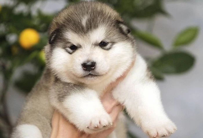 alaskan malamute pup, with soft white and grey fur, cute dog breeds, held by a human hand