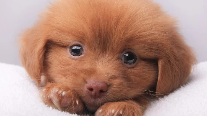 close up of a ginger puppy, with soft fur, small floppy ears, a pink nose, and big eyes, lying on a white blanket