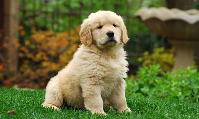 baby golden retriever, with a cream coat, and pale beige ears, cute puppy, sitting on a green lawn