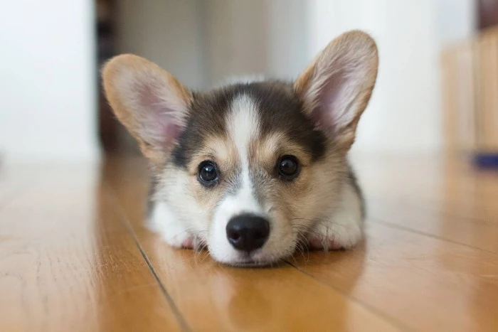 alert upright ears, on a corgi puppy, with a grey, cream and white coat, cute dogs, lying on a laminate floor