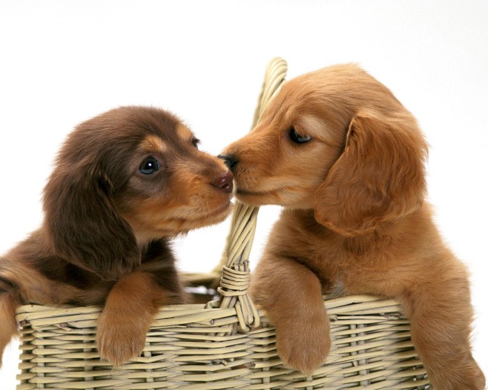 rattan basket containing two daschund puppies, nuzzling each other, one cute dog has a chocolate brown and ginger fur, while the other is fully ginger