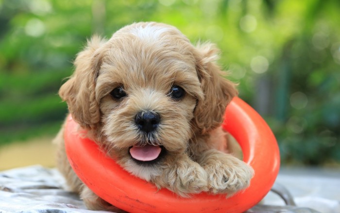 cute dog breeds, a cockapoo puppy, with light beige shaggy fur, sitting inside a plastic, neon orange hoop