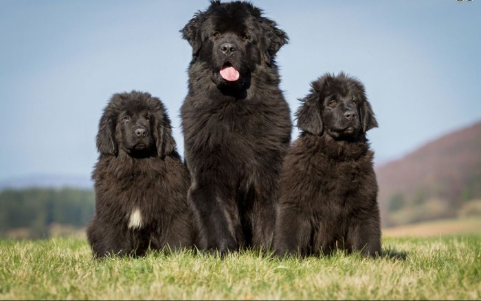 mother newfoundland and two pups, with almost entirely black, and very fluffy coats, cute puppy, sitting on a grassy area