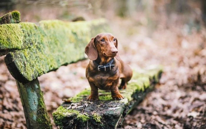 wooden bench covered in green moss, with an adult daschund standing on top, cute puppy, with short chockolate brown, and ginger fur