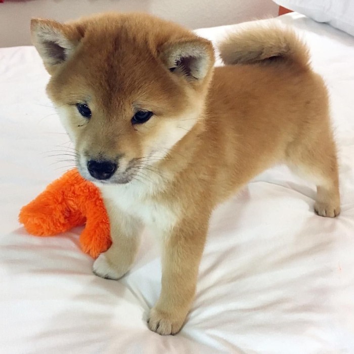 shiba inu puppy, with short beige and white fur, cute dog breeds, standing on a white bed, near an orange stuffed toy