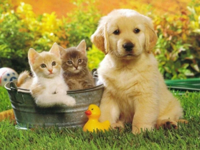 kittens in a bucket, next to a golden retriever puppy, with a pale cream coat, cutest dog in the world, yellow rubber ducky nearby