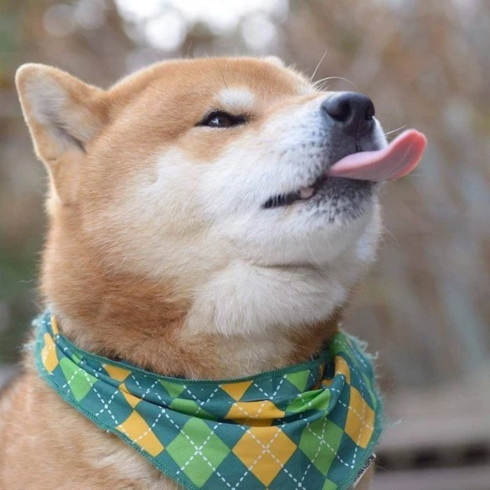 bandana in lime green, teal and yellow plaid, worn by an adult shiba inu, sticking its tongue out, cute dog breeds, with short fur