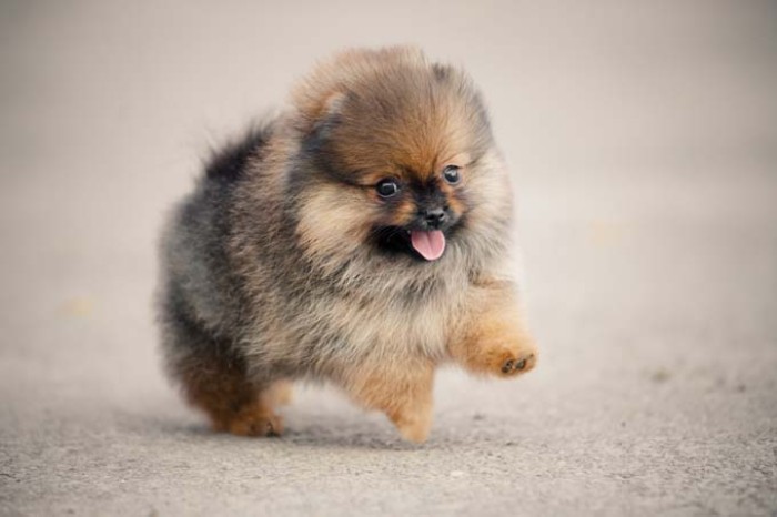 running pomeranian puppy, with an extremely fluffy, grey and beige and cream coat, cute dogs with soft fur