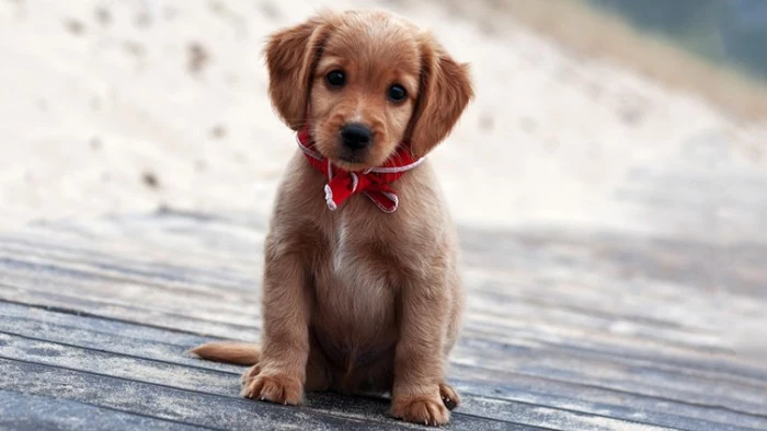 ribbon in red and white, tied around the neck, of a puppy with floppy ears, and a beige coat, with white streaks